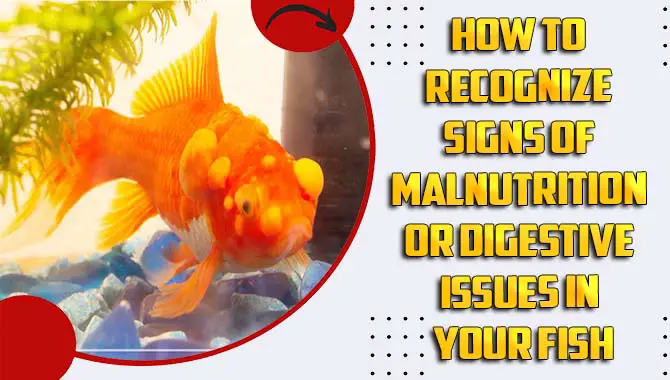 How To Recognize Signs Of Malnutrition Or Digestive Issues In Your Fish – Explained