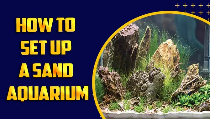 How To Set Up A Sand Aquarium
