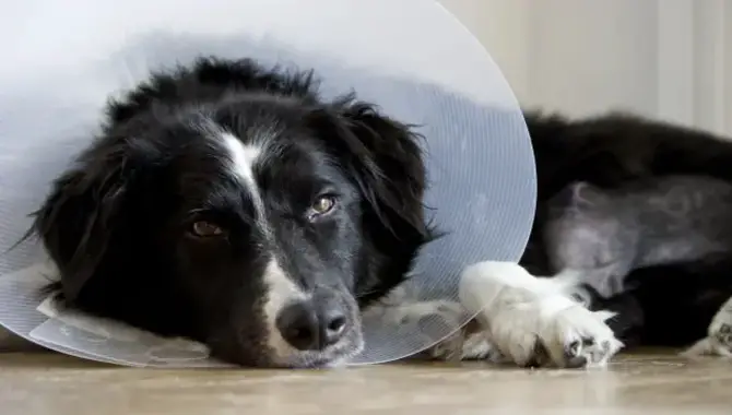 How To Take Care Of Your Dog If They Are Ill Or Distressed?