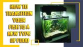 How To Transition Your Fish To A New Type Of Food