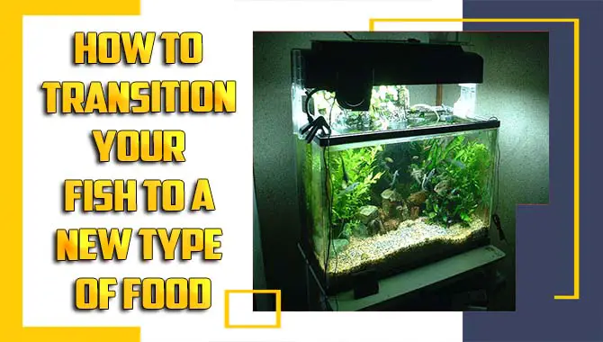 How To Transition Your Fish To A New Type Of Food – You Should Know