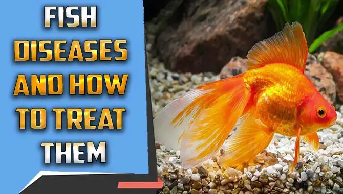 A Guide To Fish Diseases And How To Treat Them