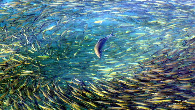 How Will Climate Change Impact The Diversity Of Fish Species