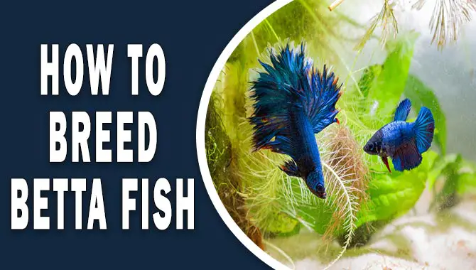 How to breed Betta fish