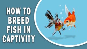 How to breed fish in captivity