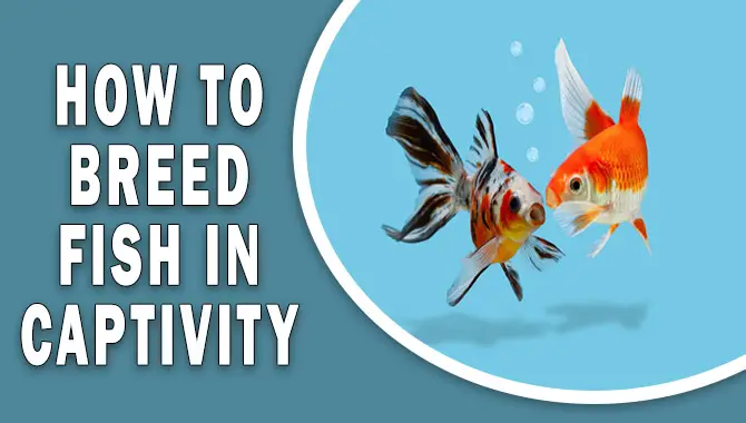 How to breed fish in captivity
