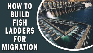 How to build fish ladders for migration
