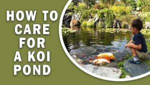 How to care for a koi pond