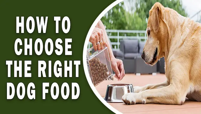 How To Choose The Right Dog Food