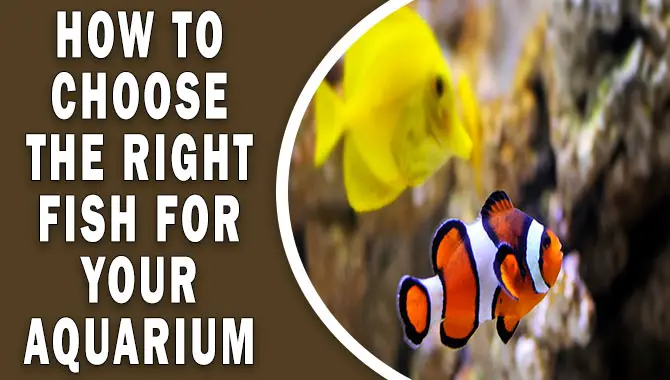 How To Choose The Right Fish For Your Aquarium