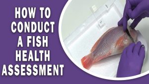 How To Conduct A Fish Health Assessment