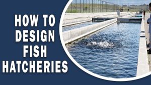 How To Design Fish Hatcheries