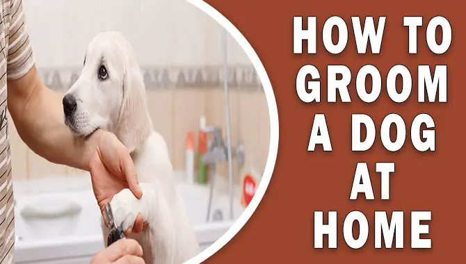 How To Groom A Dog At Home