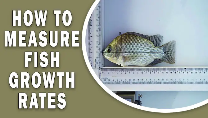 How To Measure Fish Growth Rates