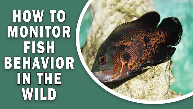 How To Monitor Fish Behavior In The Wild