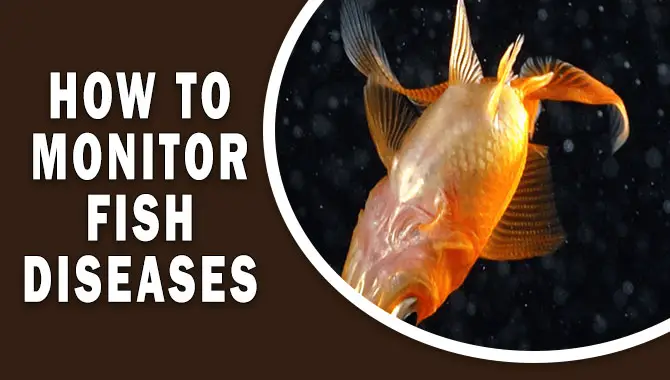 How To Monitor Fish Diseases