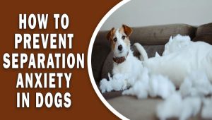 How To Prevent Separation Anxiety In Dogs