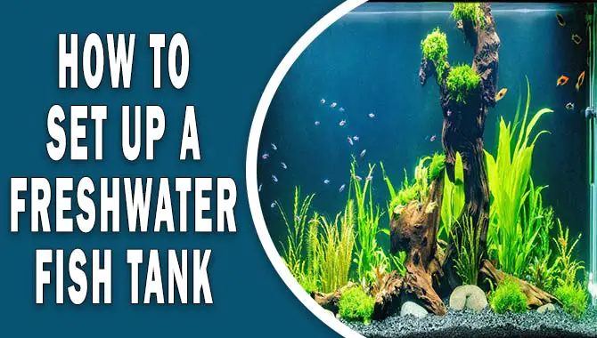 How To Set Up A Freshwater Fish Tank