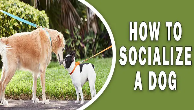 How To Socialize A Dog- Step-By-Step Guide