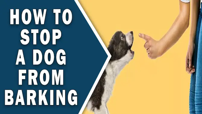 The Trainer’s Guide on How To Stop A Dog From Barking
