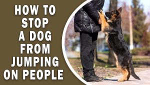How To Stop A Dog From Jumping On People