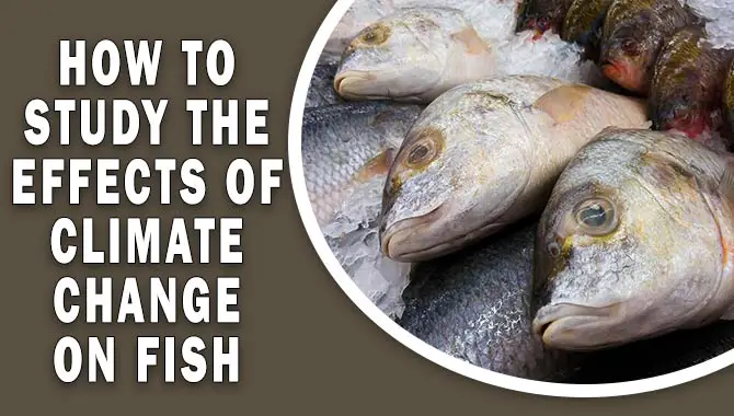 How To Study The Effects Of Climate Change On Fish – Things To Know