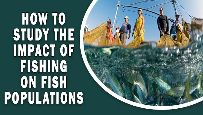 How To Study The Impact Of Fishing On Fish Populations – Thing To Know