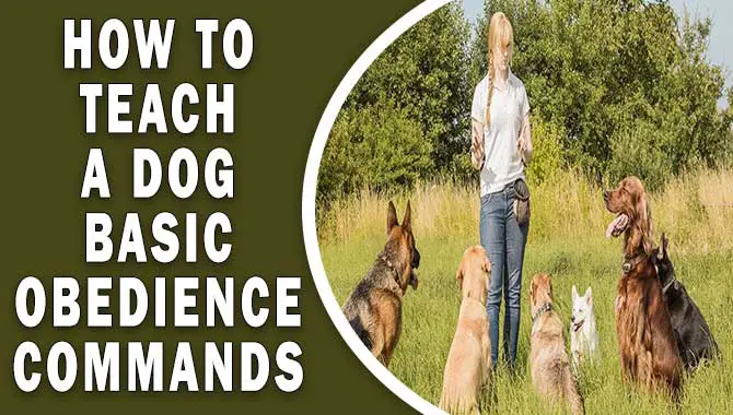 How To Teach A Dog Basic Obedience Commands