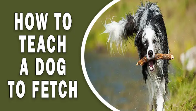 How To Teach A Dog To Fetch