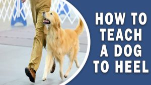 How To Teach A Dog To Heel