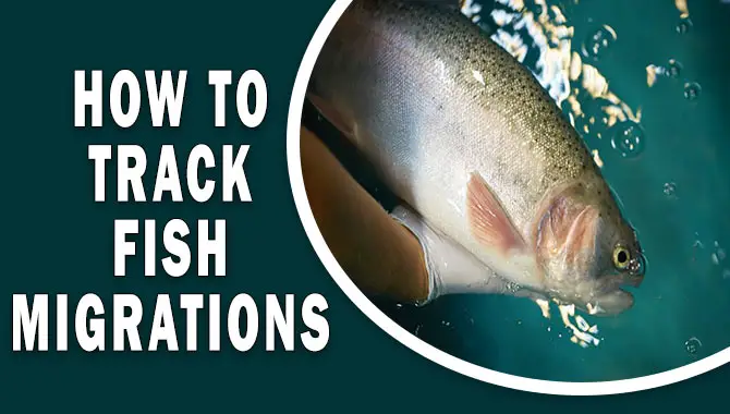 How To Track Fish Migrations