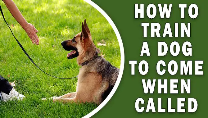 How To Train A Dog To Come When Called