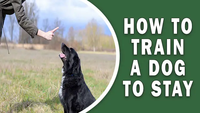 How To Train A Dog To Stay