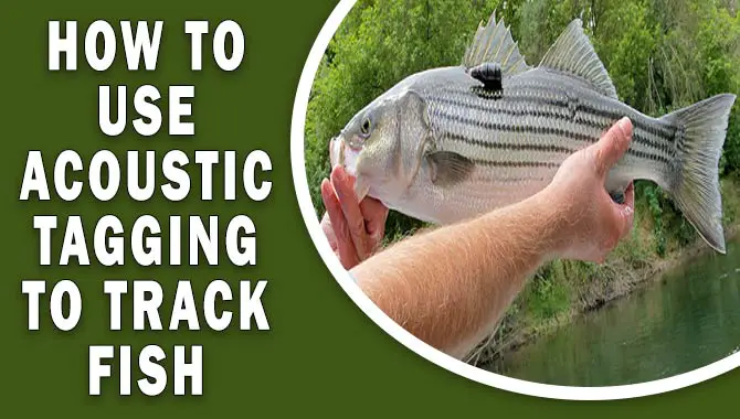 A Beginner’s Guide On How To Use Acoustic Tagging To Track Fish