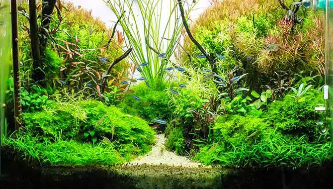 Lighting And CO2 Needs For Aquatic Plants