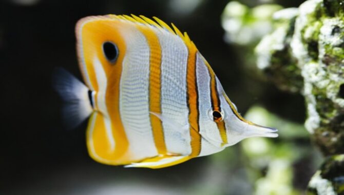 Maintaining A Healthy Environment For Exotic Fish