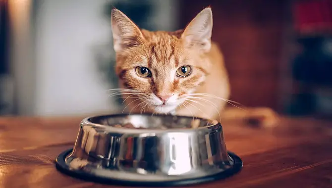 Monitor Your Cat's Caloric Intake