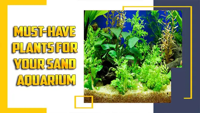 Must-Have Plants For Your Sand Aquarium