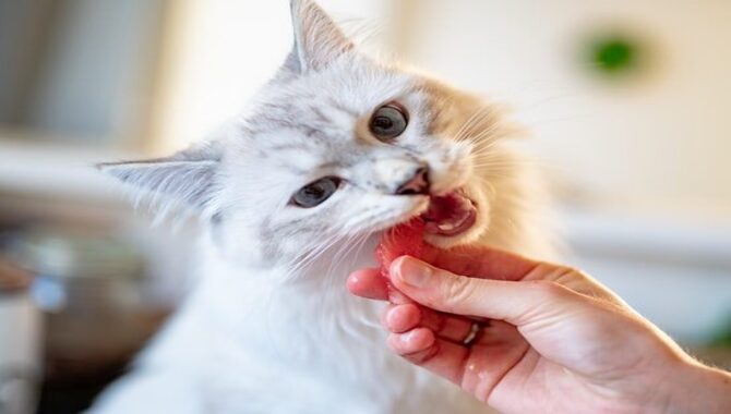 Offer Variety In Your Cat's Diet