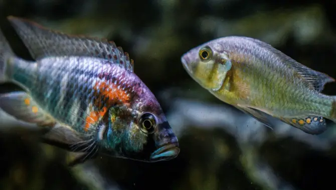 Overview Of Fish Behavior And Cognition