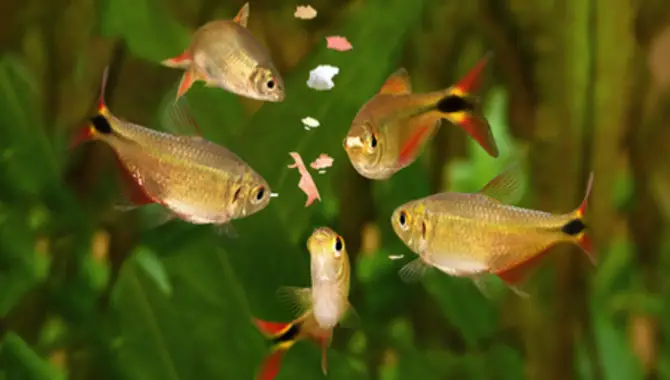 Potential Problems When Transitioning Your Fish To A New Food