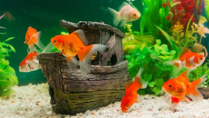 Provide Plenty Of Hiding Places For The Fish To Explore