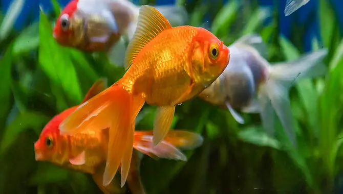 Recognizing The Signs Of Malnutrition Or Digestive Issues In Your Fish