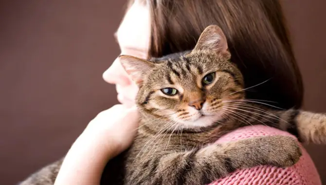 Reducing Stress And Anxiety With Cats