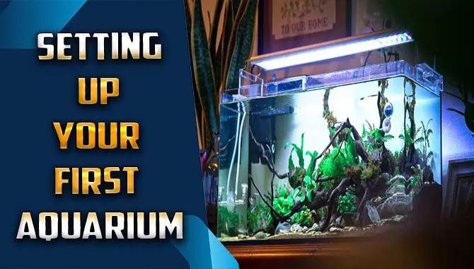 Setting Up Your First Aquarium
