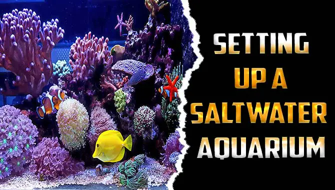 Setting Up A Saltwater Aquarium