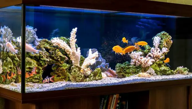 Significant Health Benefits Of Owning An Aquarium