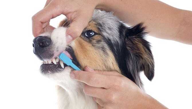 Some Ways To Maintain Your Dog's Dental Health