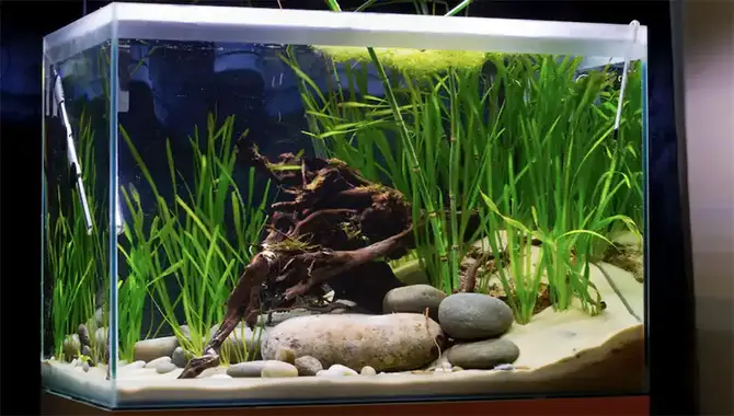 Suggestions For Setting Up Your First Aquarium With Easy Steps