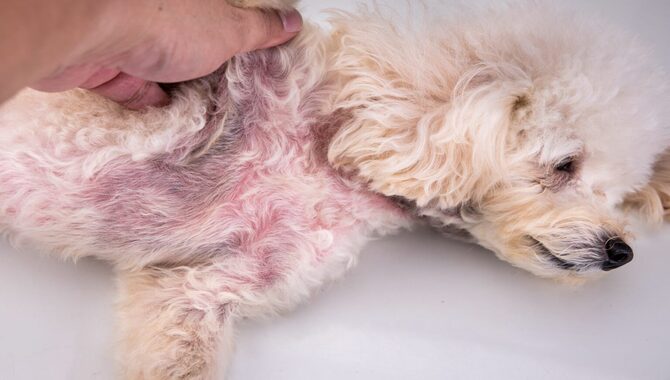 Symptoms Of Common Dog Skin Conditions